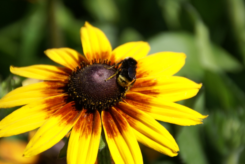 [DSC01985_bumblebeeonflower.jpg]