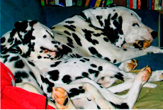 What Dalmatians Do Best
