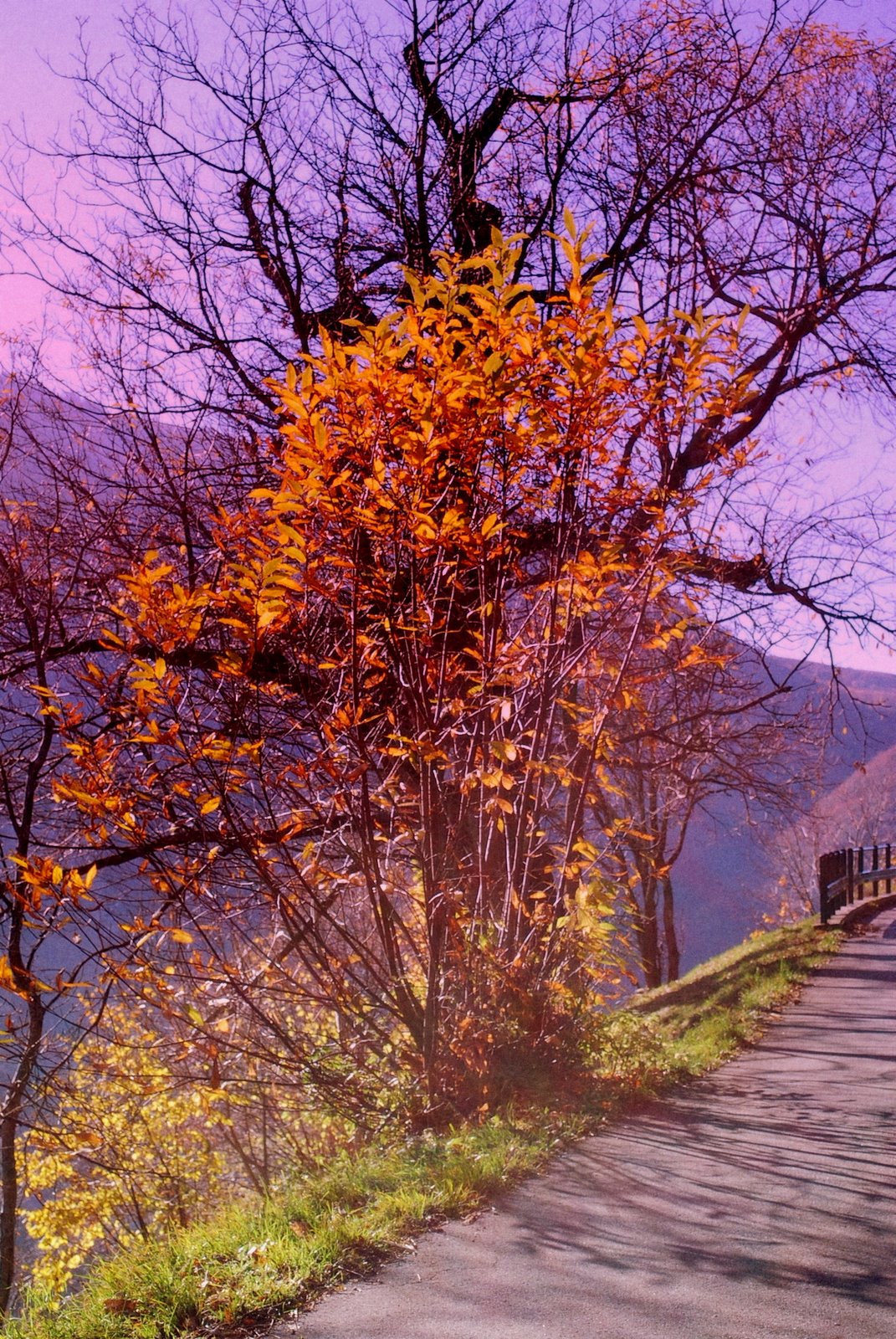 [DSC_0030+-+Copia.JPG]