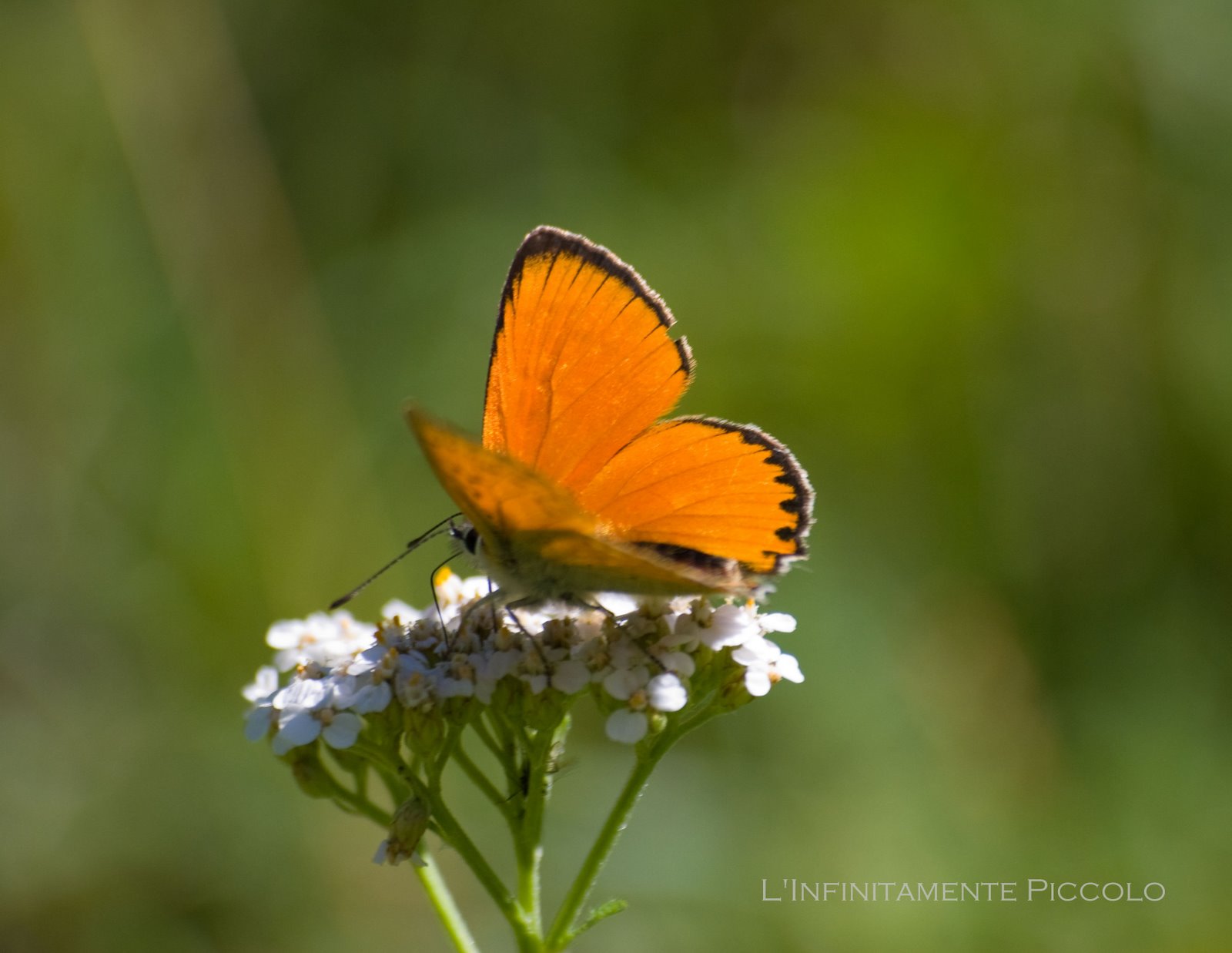 [Masino-071909_18.jpg]