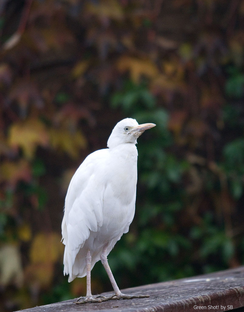 [Le-Cornelle-11152009_026.jpg]