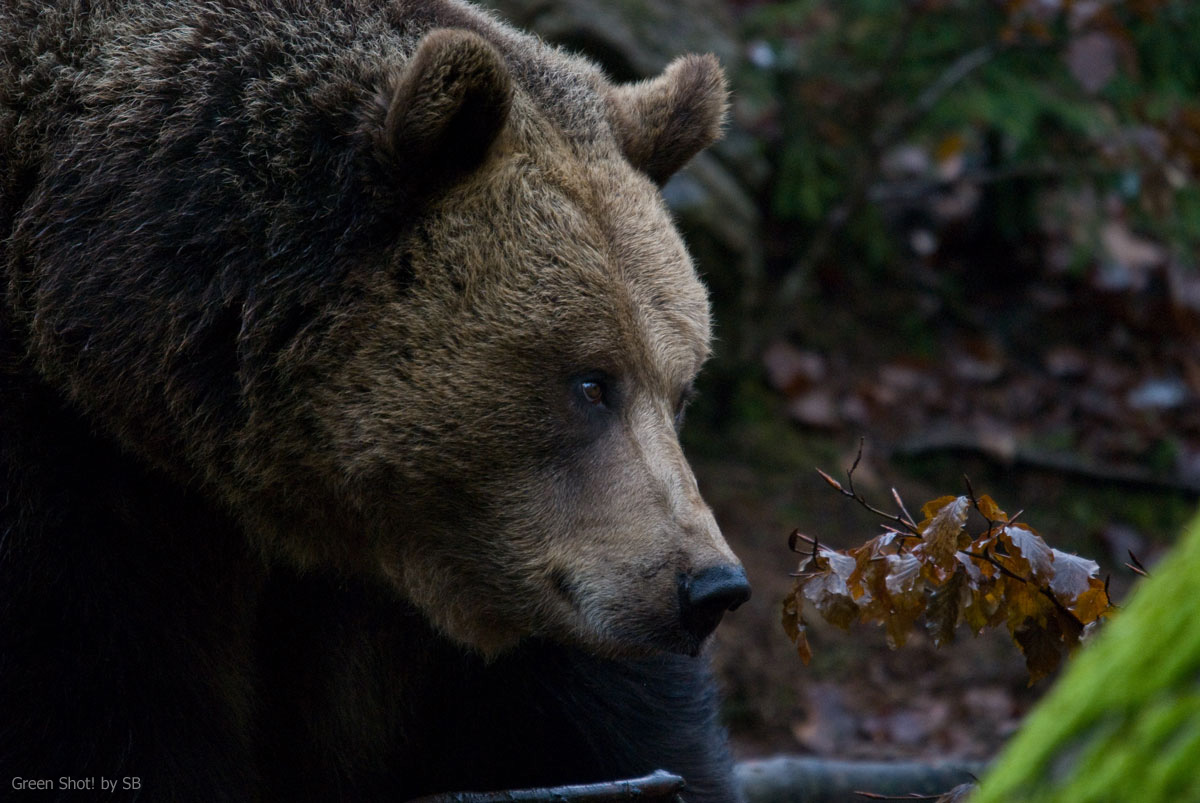 [Bayerischer-061209_02.jpg]