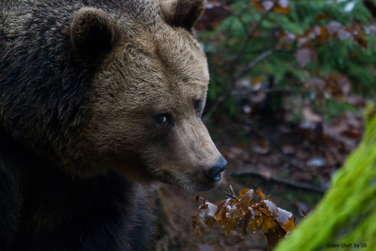 [Bayerischer-061209_08.jpg]