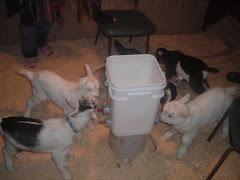 Dairy Goat Record Keeping