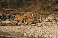 Tigress and cub sighted at Ranthambhore National Park in Jan 2009
