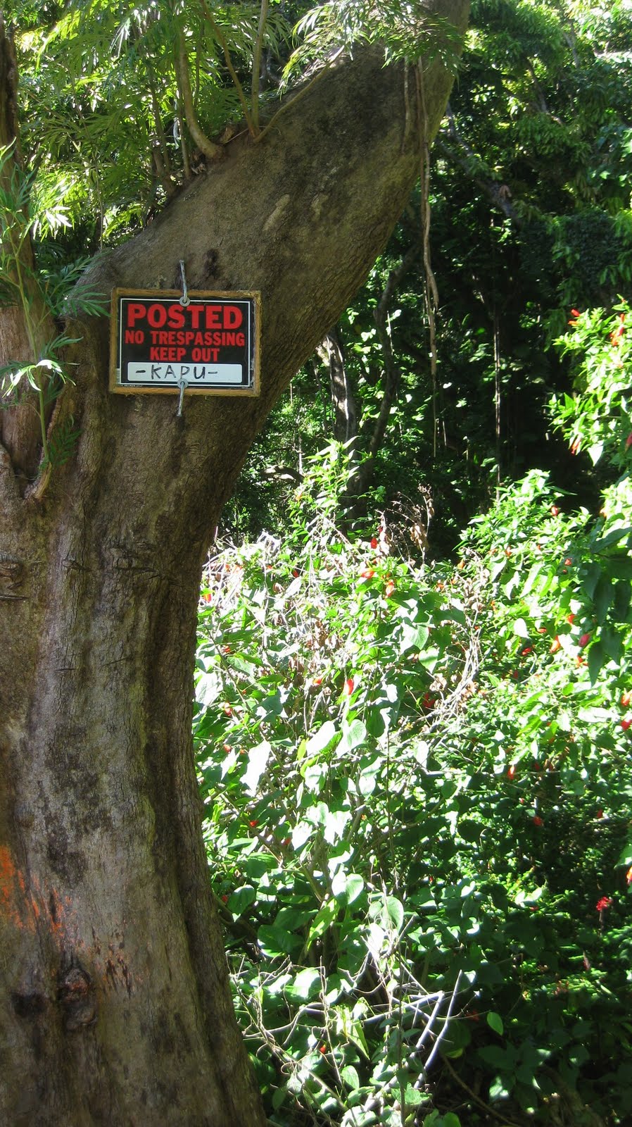 Where is Dave Wu Waiomao Stream Trail / Waimao Falls Trail