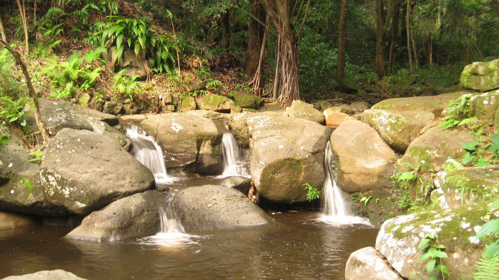 Where is Dave Wu Waiomao Stream Trail / Waimao Falls Trail