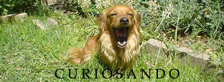 CURIOSANDO