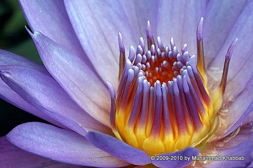 waterlily lotus lahore