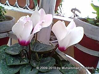 cyclamen bulb