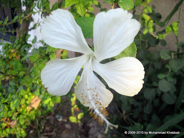 white hibiscus lahore