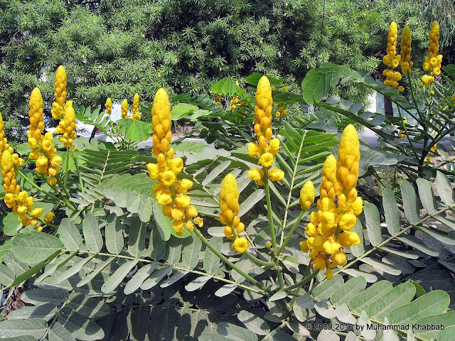 cassia alata candle bush senna alata