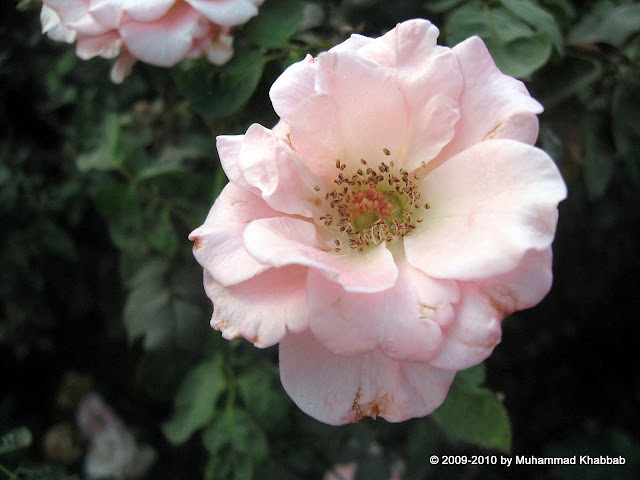 rose garden liberty lahore