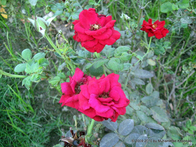 roses flowering in late summer