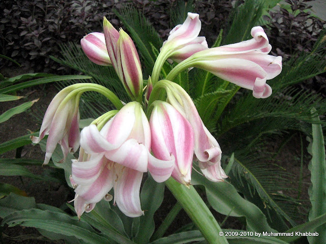 pink crinum lily blooming in lahore