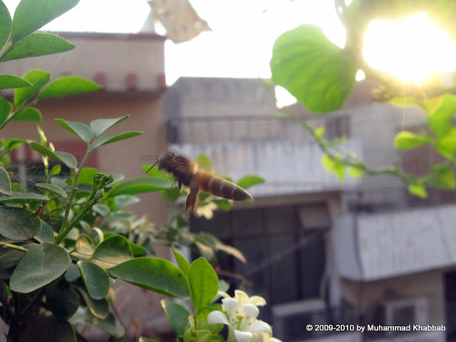 murraya flower attracts bees