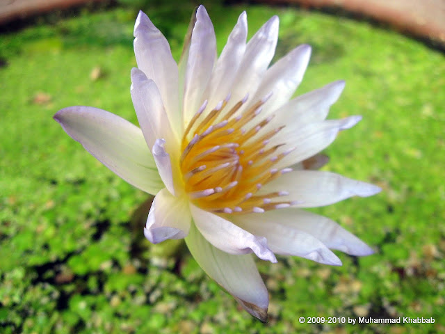 tropical water lily