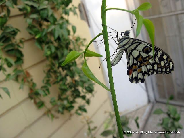 common lime butterfly