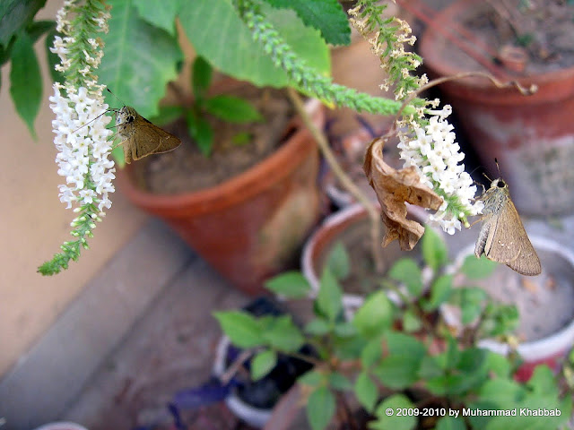 sweet almond verbena Aloysia virgata