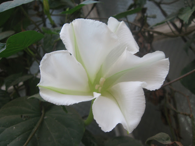 moon flower ipomoea alba