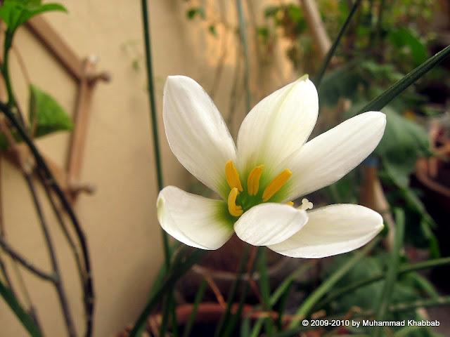 Zephyranthes candida white fairy lily