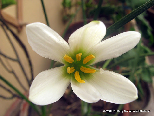 Zephyranthes candida white rain lily 