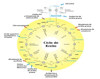 CICLO DE KREBS