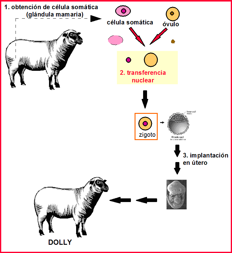 Clonacion de la oveja Dolly Info Clonaciones