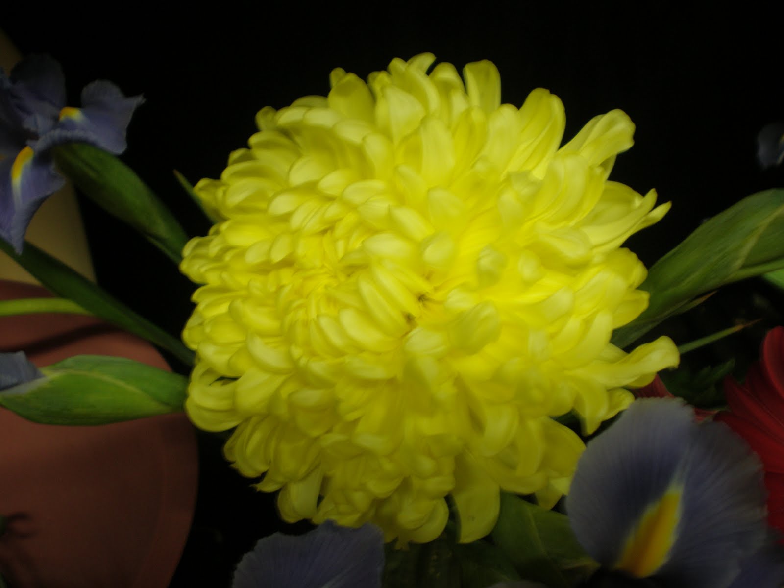 Hummingbird Flowers China Mums
