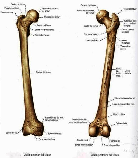 Сколько костей в бедре. Бедренная кость анатомия строение. Вертельная ямка бедренной кости. Бедренная кость 61мм. Строение бедренной кости человека.