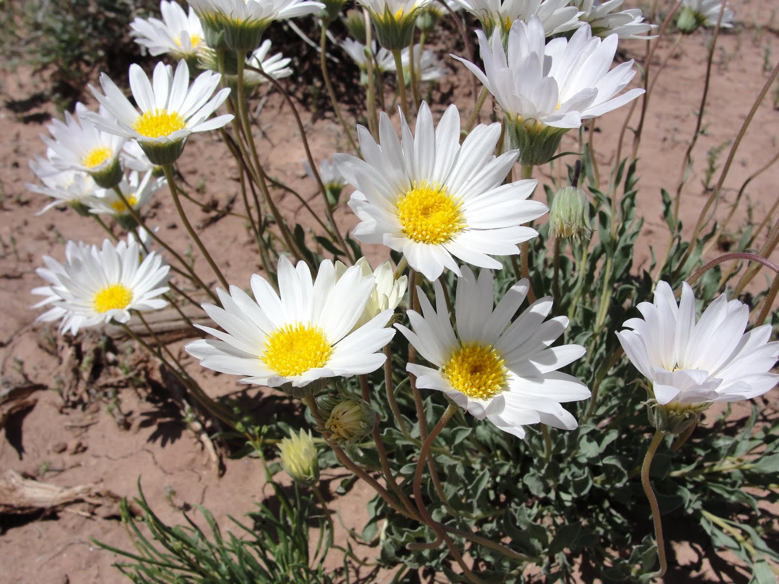Janie and Steve, Utah Trails Desert Discoveries
