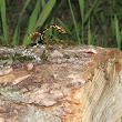 Giant ichneumon wasps