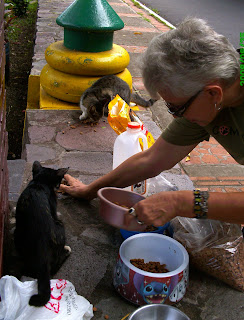 dogs them redux sarna chronicles nicaragua dog clinic candidates