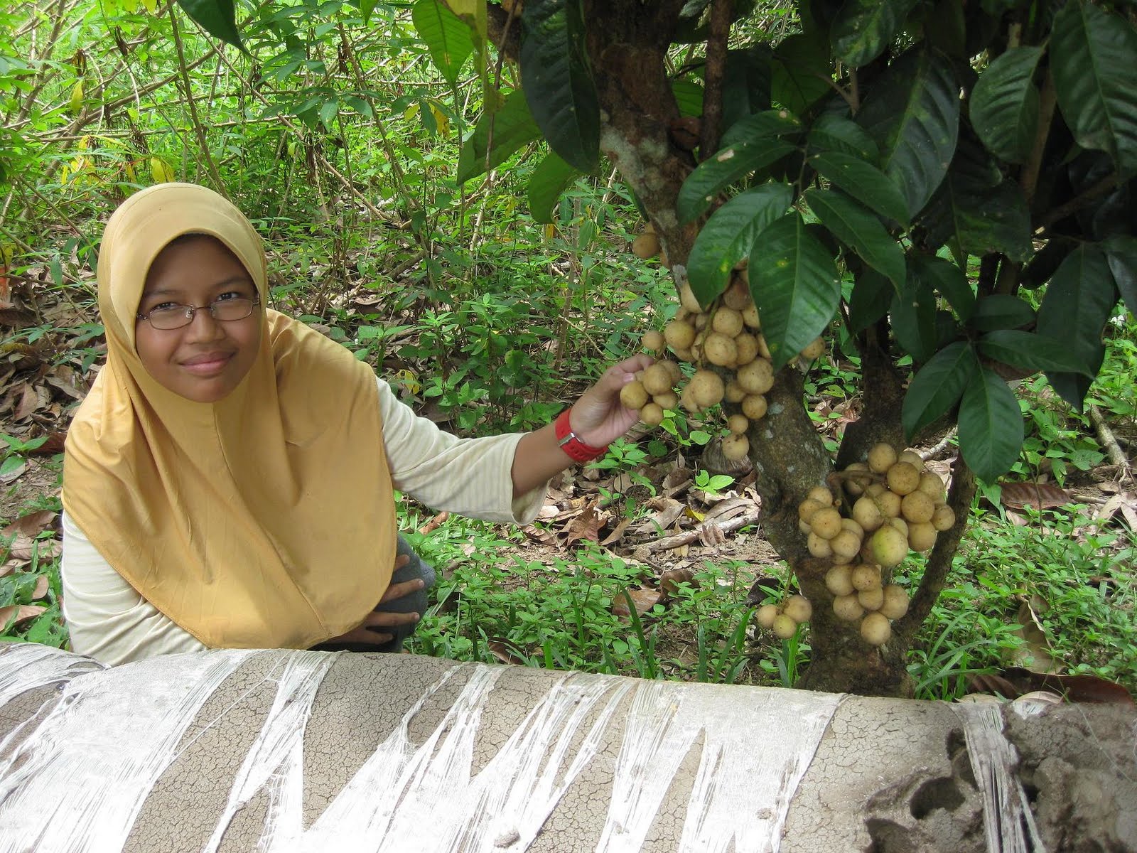Pokok Buah Buahan : Biasanya kemunculan buah rambai ini merupakan tanda