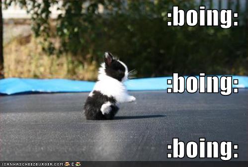 funny-pictures-little-rabbit-bounces-up-and-down1.jpg