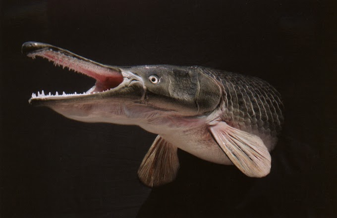 Ikan spesis Alligator gar Ditemui di Sabah