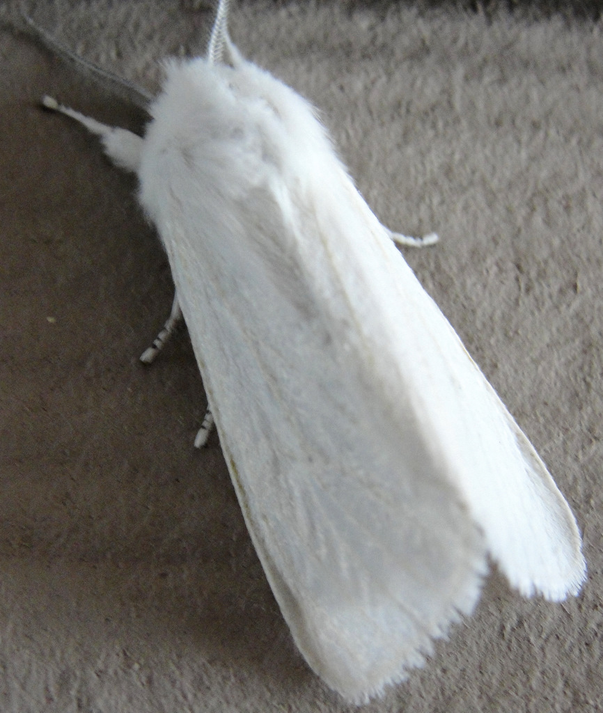 Little Lovables: Homefront: The White Moth
