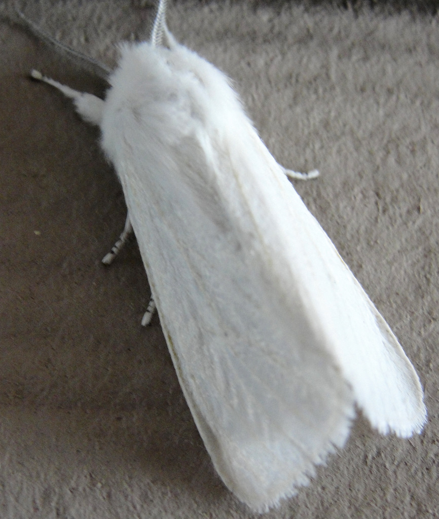 Little Lovables Homefront The White Moth