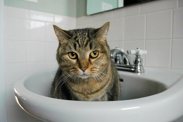 Cats In Sinks The Ark In Space