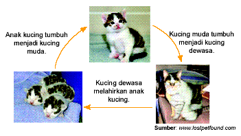  Daur  hidup  hewan  Rangkuman Pengetahuan Alam Lengkap 