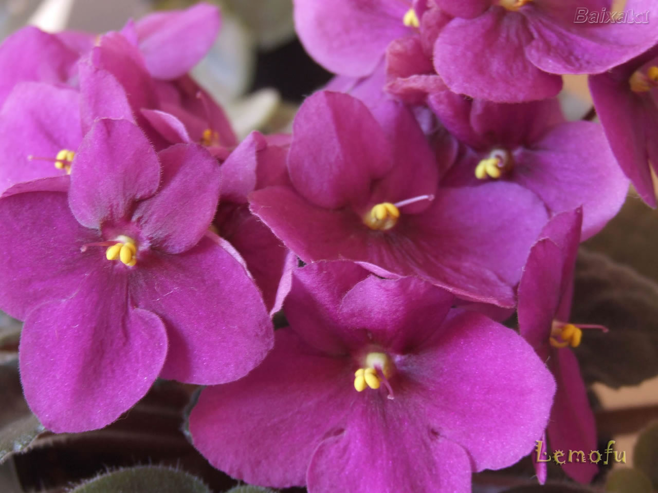 [BXK16463_flor87800.jpg]