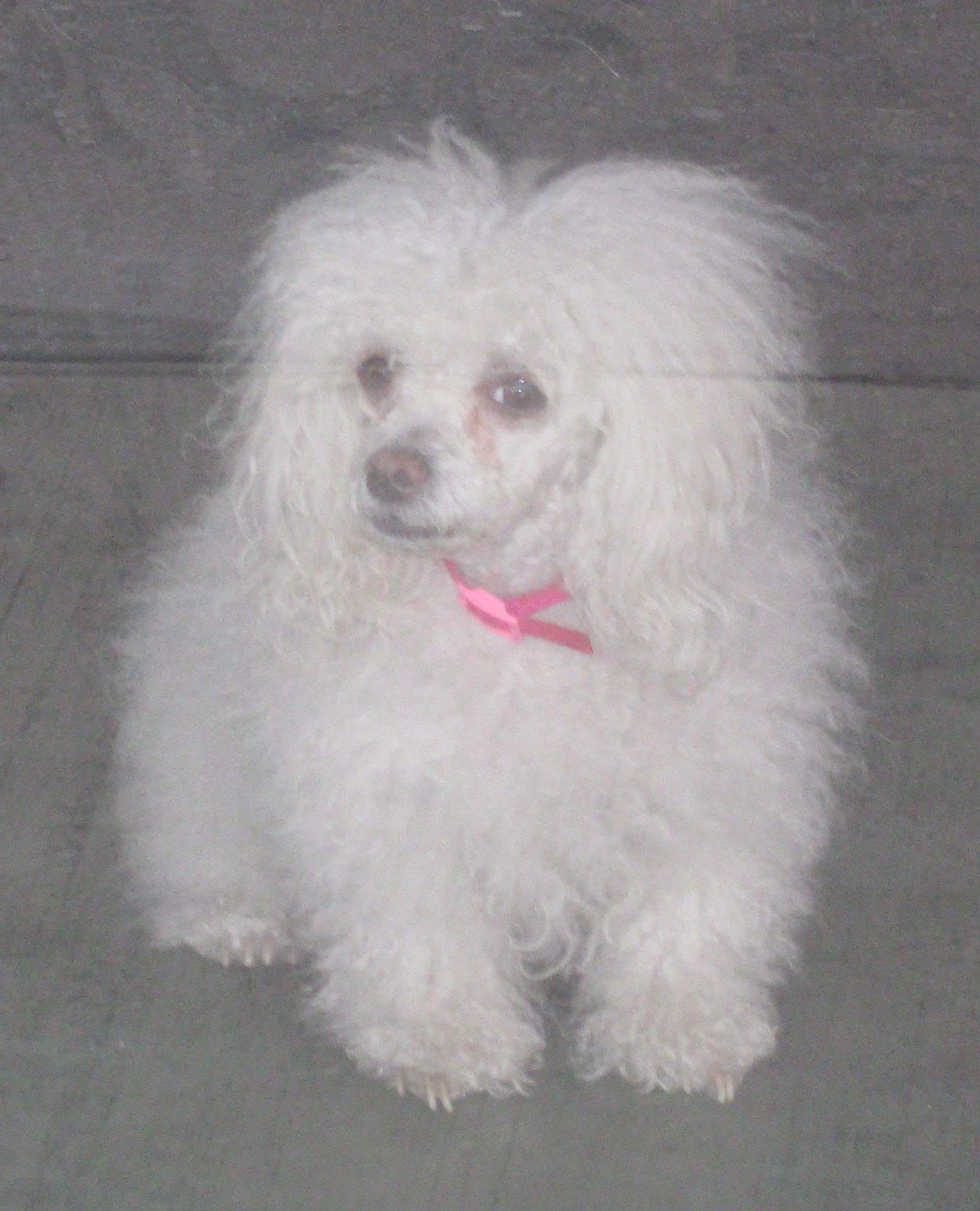 [patricia+field+dog1.jpg]