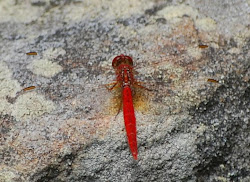 dragonflies voren ms