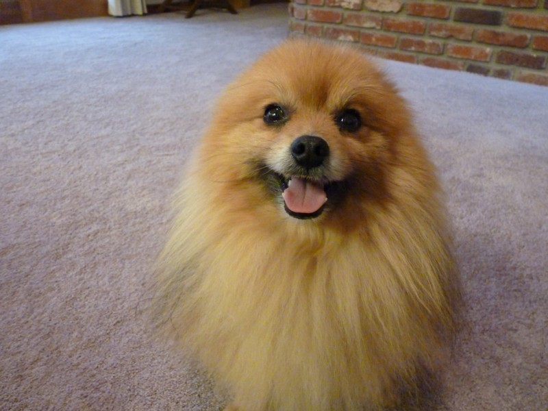 Just a Lucky Dog Mr. Furball