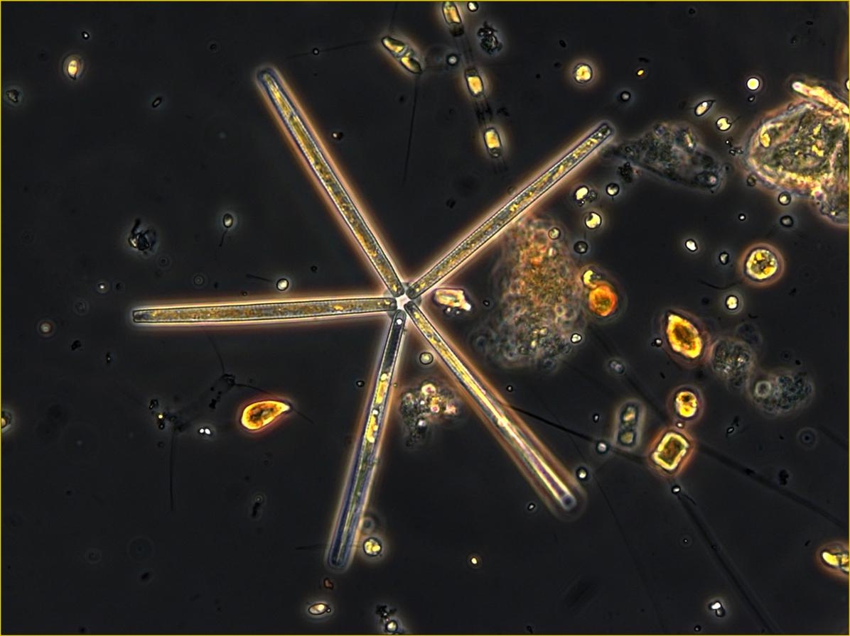 [Phyto+Aleksandra.JPG]