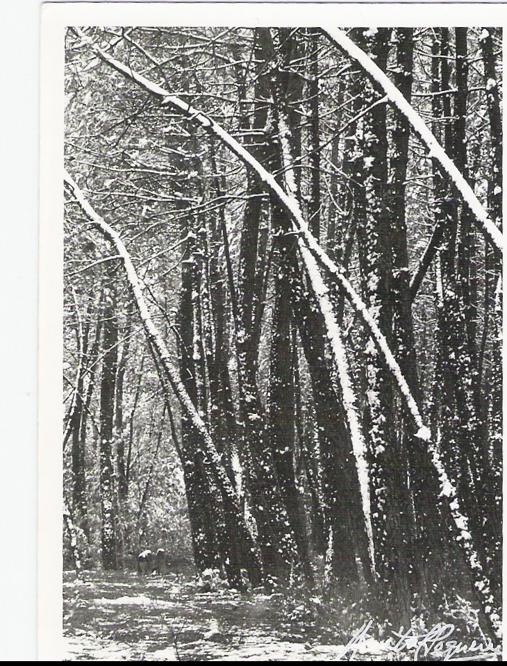 [Neve+no+Pinhal.jpg]