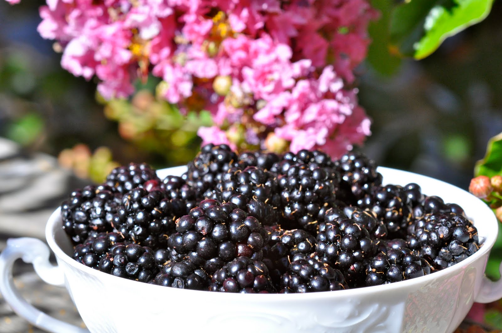 Out of the Orchard Blackberries