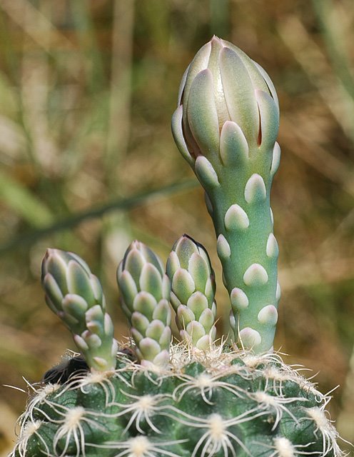 [gymnocalycium_calochlorum_flower_buds_20081205.jpg]