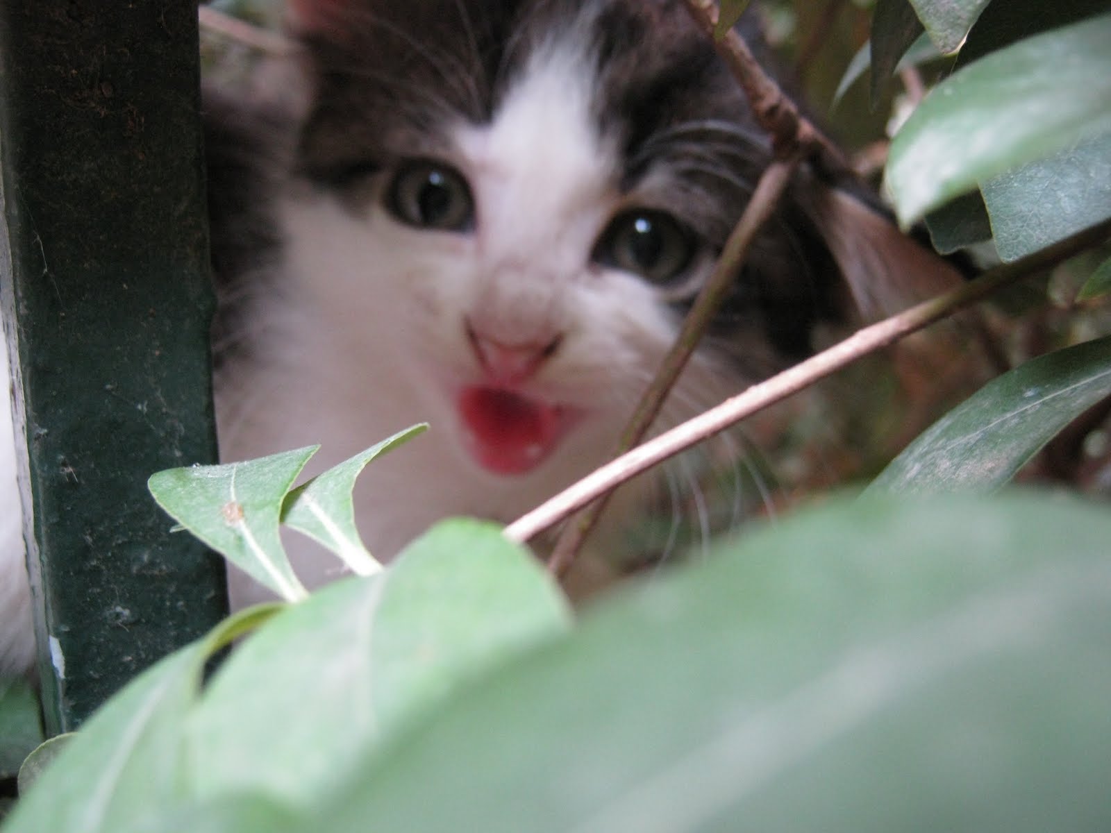 CUT and DRY Guess Who's Back!