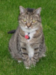 Our Furry Child
